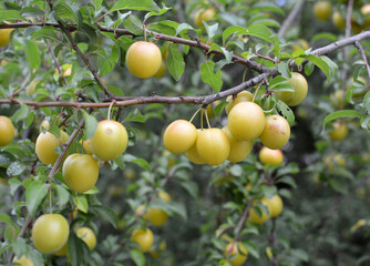 On the branch ripen fruits of plums (Prunus cerasifera).