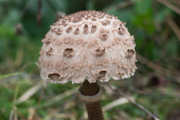 hairy brown mushroom in the forest