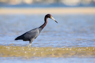Redish Egret