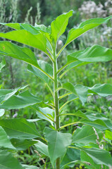 Jerusalem artichoke (Helianthus tuberosus) grows in nature