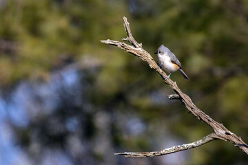 Tufted Titmouse