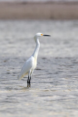 Snowy Egret