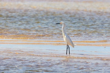 Snowy Egret