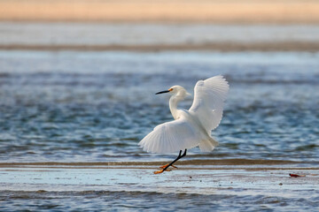 Snowy Egret