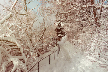 Beautiful wooden pathway or footpath leading forward. Path with footprints is surrounded by trees covered by snow. Winter background. Bridge with handrails turning. Swedish nordic nature. Sunny day.