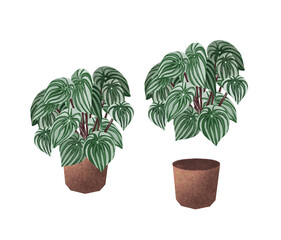 Watercolor illustrations of potted house plant. Plnat in a pot isolated on white background