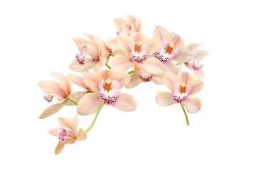 Foto auf Leinwand branch of pink orchid isolated on white background © Elena Umyskova