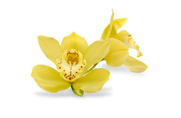 couple of yellow orchid flowers isolated on white