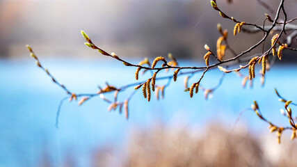Tree branches with earrings in sunny weather