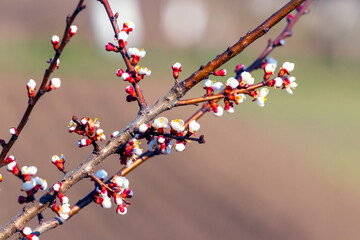 Apricot branch with flowers and buds in sunny weather