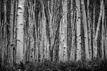 black and white aspen grove