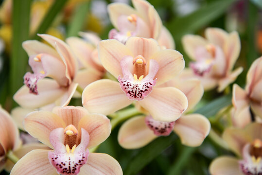 branch of pink and white orchid flowers in garden 