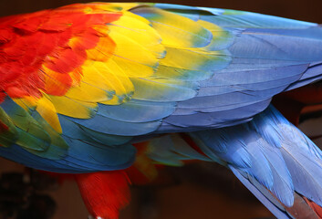 Obraz premium The wing of the Scarlet Macaw
