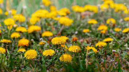 Spring background with yellow dandelions on the meadow