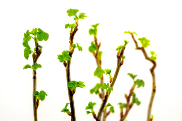 Obraz premium Currant branches with young delicate leaves on a white isolated background. The first spring greens_