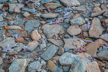 Autumn leaves on rocks