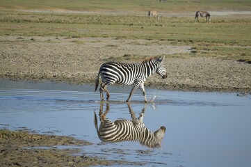 Fototapeta na wymiar Zebra on a puddle in Serengeti National Park, Tanzania
