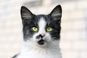 A kitten with black and white fur looks intently forward