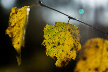 Autumn birch leaves