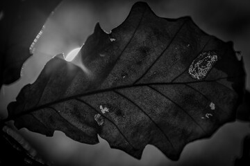 Oak leaf photo against the sun
