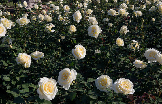 Landscaping and floral design. Beautiful bouquet roses spring blooming in the park. View of Elina rose green leaves and flowers of yellow and white petals, flowering in the garden.