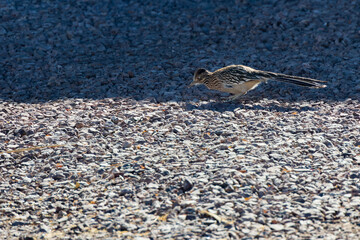 Roadrunner
