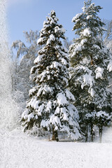 snow covered pine trees in a hoarfrost frame