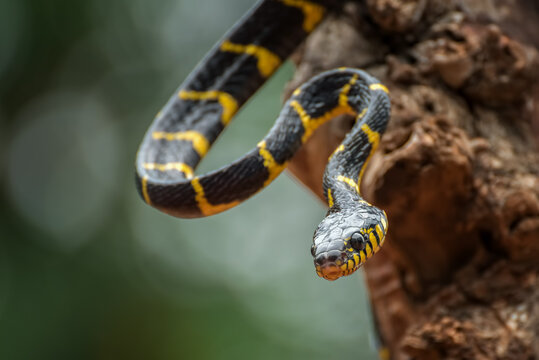 boiga snake dendrophilia in defensive mode, the gold-ringed cat snake,venomous snake