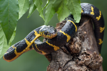 boiga snake dendrophilia in defensive mode, the gold-ringed cat snake,venomous snake