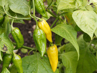 (Capsicum chinense) Piment d'Afrique 'Fatalii jaune', fruits vert pâle puis jaune vif à maturité...