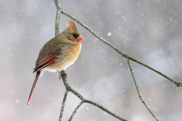 Female Cardinal
