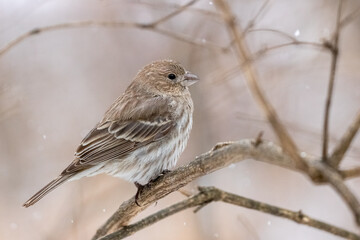 House Finch