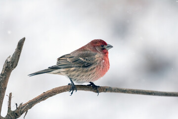 House Finch