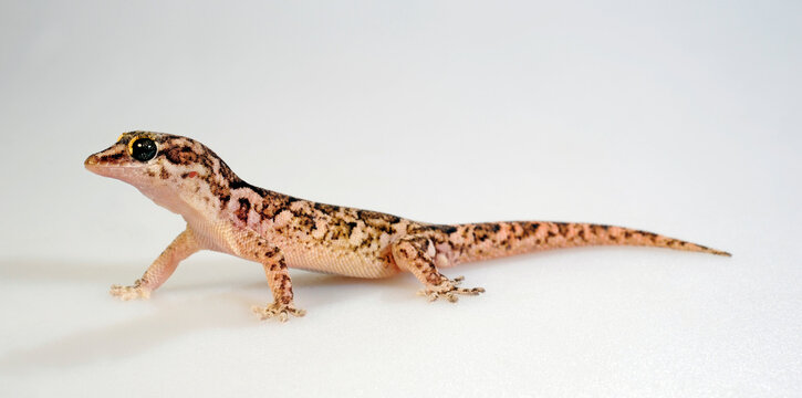 Cape Verde Leaf-toed Gecko // Kapverde Vogelkopfgecko (Hemidactylus bouvieri)