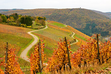 Weinrebenfelder im Herbst, Weinberge im Herbst