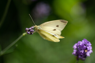 butterfly on a flower