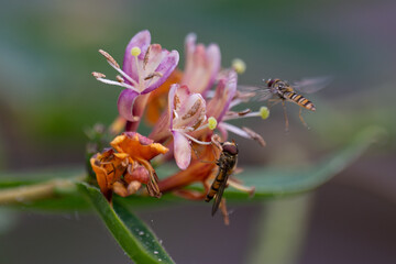 hoverfly on a flower