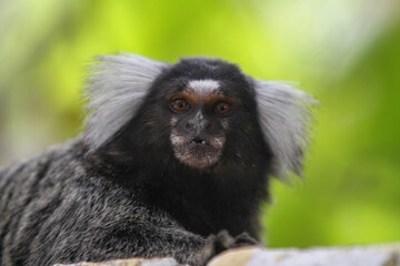 November, 19, 2020. Image of a white-tufted marmoset (Callithrix jacchus), also known as sonhim, soim, sauim or saguim, is a species of small monkey from Northeast Brazil.