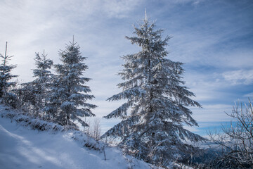 Snow-covered trees in the winter forest and in the mountains.