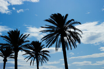 Fototapeta na wymiar Black silhouette of date palms on a blue sky background