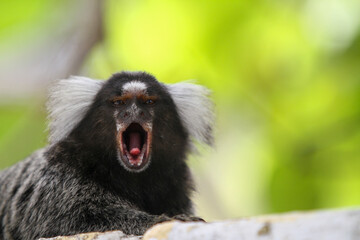 November, 19, 2020. Image of a white-tufted marmoset (Callithrix jacchus), also known as sonhim, soim, sauim or saguim, is a species of small monkey from Northeast Brazil.