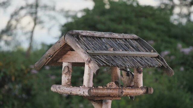 Buntspecht und Kleiber bei der Vogelf&uuml;tterung am Futterhaus im Garten, Picoides major, 50fps