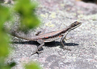 GEKKO