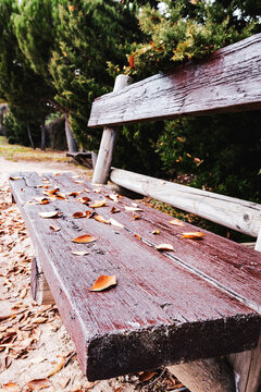 BANCO DE PARQUE CUBIERTO DE HOJAS CAIDAS DE &Aacute;RBOLES EN OTO&Ntilde;O.