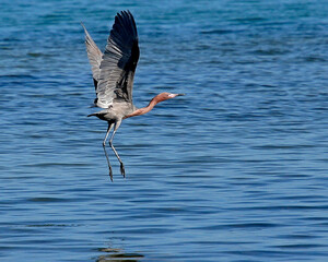 Tricolored Heron in Flight in Florida