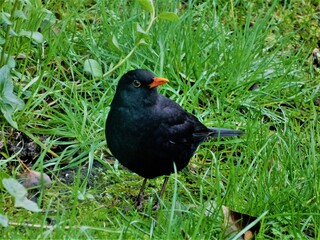 Blackbird on the grass