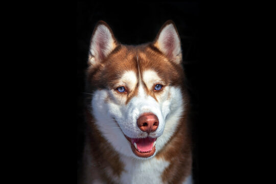 Cute blue eyed husky dog looks like smiling. Portrait siberian husky in the studio on black background