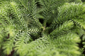 coniferous tree branches top view, soft focus. Natural winter background