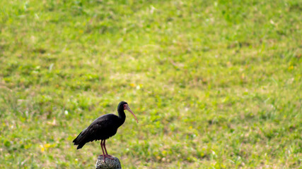 tapicuru-de-cara-pelada, maçarico-de-cara-pelada, maçarico-preto, maçarico-do-banhado , chapéu-velho, frango-d'água, ave