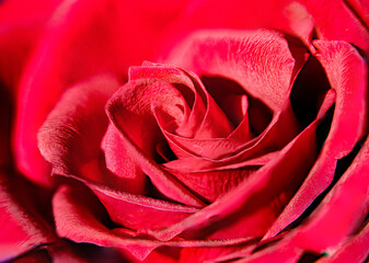 beautiful bud of pink rose petals close up